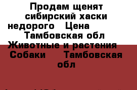 Продам щенят сибирский хаски недорого › Цена ­ 5 000 - Тамбовская обл. Животные и растения » Собаки   . Тамбовская обл.